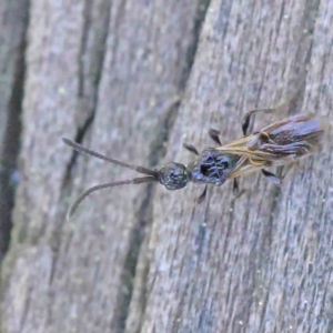 Neurogalesus sp. (genus) at Turner, ACT - 10 Apr 2023