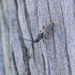 Neurogalesus sp. (genus) at Turner, ACT - 10 Apr 2023 12:48 PM