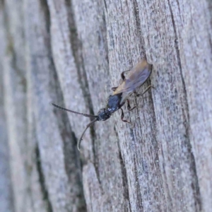 Neurogalesus sp. (genus) at Turner, ACT - 10 Apr 2023