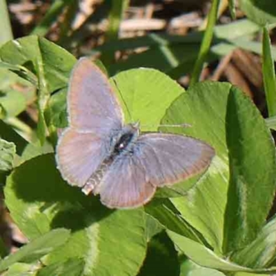 Zizina otis (Common Grass-Blue) at Turner, ACT - 10 Apr 2023 by ConBoekel