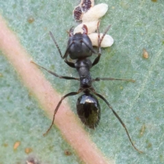 Notoncus sp. (genus) (A Notoncus ant) at Sullivans Creek, Turner - 9 Apr 2023 by ConBoekel