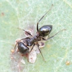 Notoncus sp. (genus) at Turner, ACT - 9 Apr 2023