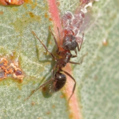 Notoncus sp. (genus) at Turner, ACT - 9 Apr 2023