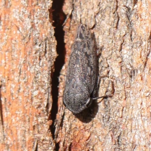 Stenocotis sp. (genus) at Australian National University - 9 Apr 2023