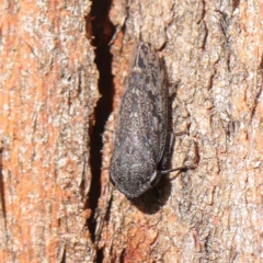 Unidentified Leafhopper or planthopper (Hemiptera, several families) at Turner, ACT - 9 Apr 2023 by ConBoekel