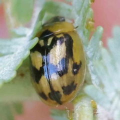 Peltoschema hamadryas (Hamadryas leaf beetle) at Sullivans Creek, Turner - 9 Apr 2023 by ConBoekel