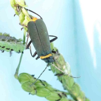 Chauliognathus lugubris (Plague Soldier Beetle) at Sullivans Creek, Turner - 9 Apr 2023 by ConBoekel