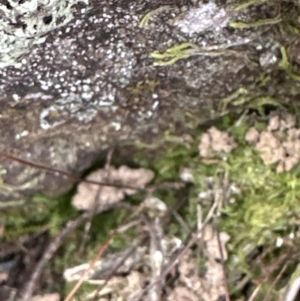 Cheilanthes sp. at Aranda, ACT - 19 Aug 2023