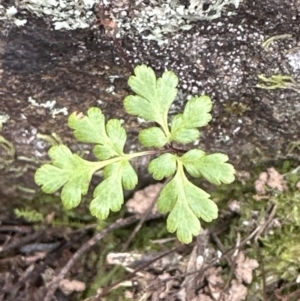 Cheilanthes sp. at Aranda, ACT - 19 Aug 2023