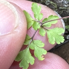 Cheilanthes sp. at Aranda, ACT - 19 Aug 2023 10:36 AM