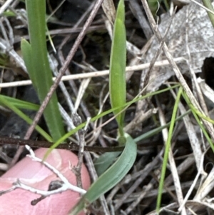 Cheilanthes sieberi subsp. sieberi at Aranda, ACT - 19 Aug 2023 10:38 AM