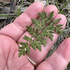 Cheilanthes sieberi subsp. sieberi at Belconnen, ACT - 19 Aug 2023