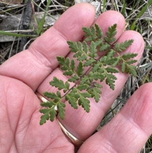 Cheilanthes sieberi subsp. sieberi at Aranda, ACT - 19 Aug 2023 10:38 AM