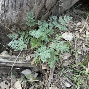 Conium maculatum at Aranda, ACT - 19 Aug 2023