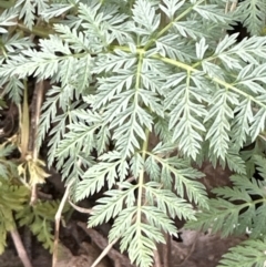 Conium maculatum at Aranda, ACT - 19 Aug 2023