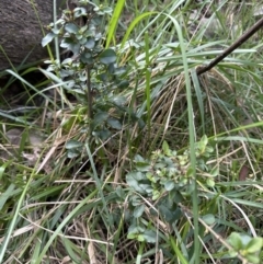 Ligustrum sinense (Narrow-leaf Privet, Chinese Privet) at Aranda Bushland - 19 Aug 2023 by lbradley