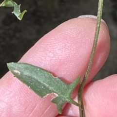 Einadia nutans (Climbing Saltbush) at Belconnen, ACT - 19 Aug 2023 by lbradley