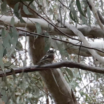 Petroica boodang (Scarlet Robin) at Canberra Central, ACT - 19 Aug 2023 by JimL