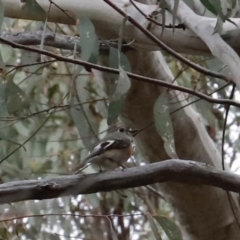 Petroica boodang at Canberra Central, ACT - 19 Aug 2023 09:57 AM