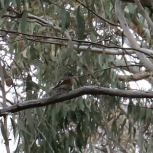 Petroica boodang at Canberra Central, ACT - 19 Aug 2023 09:57 AM