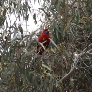 Platycercus elegans at Canberra Central, ACT - 19 Aug 2023 09:46 AM