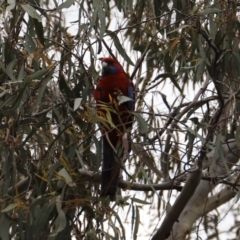 Platycercus elegans at Canberra Central, ACT - 19 Aug 2023 09:46 AM