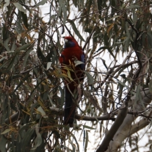 Platycercus elegans at Canberra Central, ACT - 19 Aug 2023