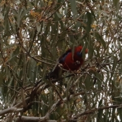 Platycercus elegans at Canberra Central, ACT - 19 Aug 2023 09:46 AM