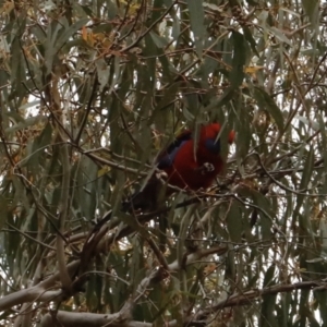 Platycercus elegans at Canberra Central, ACT - 19 Aug 2023 09:46 AM