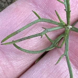 Haloragis heterophylla at Aranda, ACT - 19 Aug 2023 11:10 AM