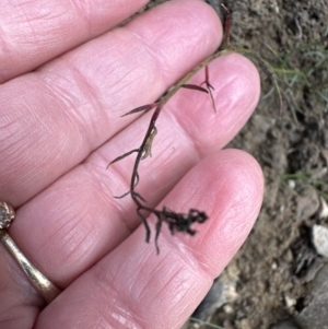 Haloragis heterophylla at Aranda, ACT - 19 Aug 2023 11:10 AM