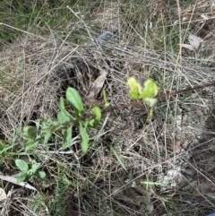 Lonicera japonica (Japanese Honeysuckle) at Aranda, ACT - 19 Aug 2023 by lbradley