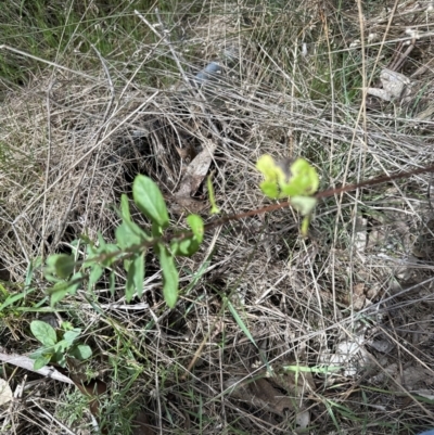 Lonicera japonica (Japanese Honeysuckle) at Belconnen, ACT - 19 Aug 2023 by lbradley