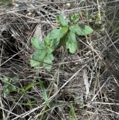 Lonicera japonica at Aranda, ACT - 19 Aug 2023