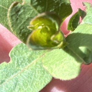 Lonicera japonica at Aranda, ACT - 19 Aug 2023