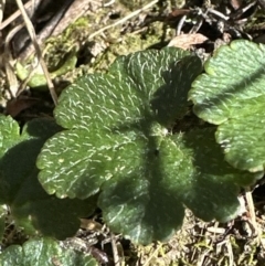 Hydrocotyle laxiflora (Stinking Pennywort) at Aranda, ACT - 19 Aug 2023 by lbradley