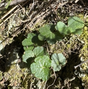 Hydrocotyle laxiflora at Aranda, ACT - 19 Aug 2023