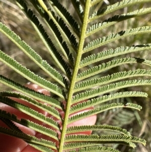 Acacia mearnsii at Aranda, ACT - 19 Aug 2023