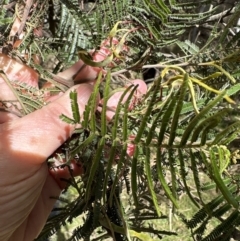 Acacia mearnsii at Belconnen, ACT - 19 Aug 2023