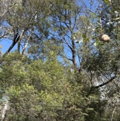 Acacia mearnsii at Aranda, ACT - 19 Aug 2023