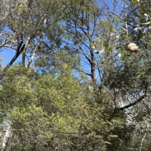 Acacia mearnsii at Belconnen, ACT - 19 Aug 2023