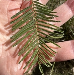 Acacia mearnsii at Aranda, ACT - 19 Aug 2023