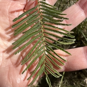 Acacia mearnsii at Aranda, ACT - 19 Aug 2023 11:46 AM