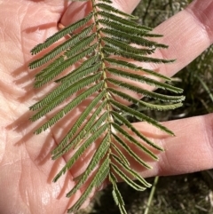 Acacia mearnsii at Belconnen, ACT - 19 Aug 2023