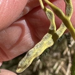 Acacia mearnsii at Aranda, ACT - 19 Aug 2023