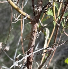 Acacia rubida (Red-stemmed Wattle, Red-leaved Wattle) at Belconnen, ACT - 19 Aug 2023 by lbradley