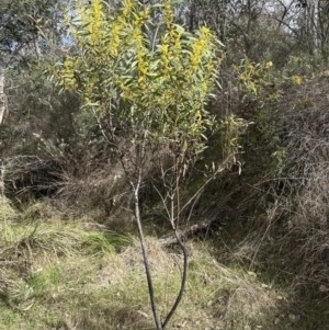 Acacia rubida at Aranda, ACT - 19 Aug 2023