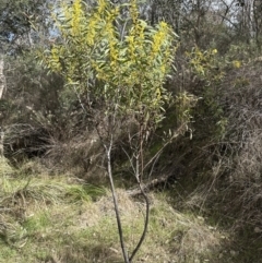 Acacia rubida at Belconnen, ACT - 19 Aug 2023