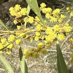 Acacia rubida at Aranda, ACT - 19 Aug 2023