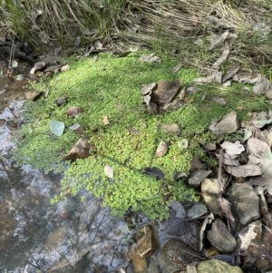 Callitriche stagnalis at Aranda, ACT - 19 Aug 2023